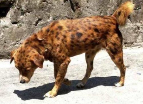 10 самых редких пород собак в мире