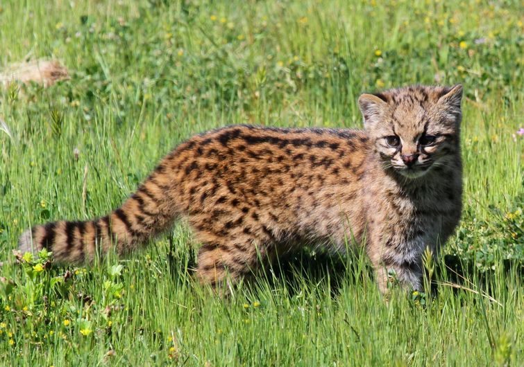 20 редких диких кошек, о которых вы, скорее всего не знали