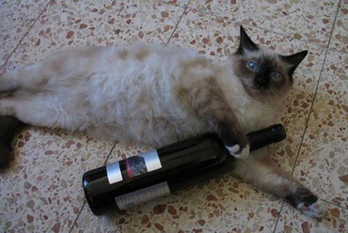 Кошки и вино
