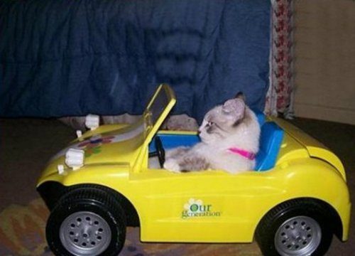 Коты и автомобили
