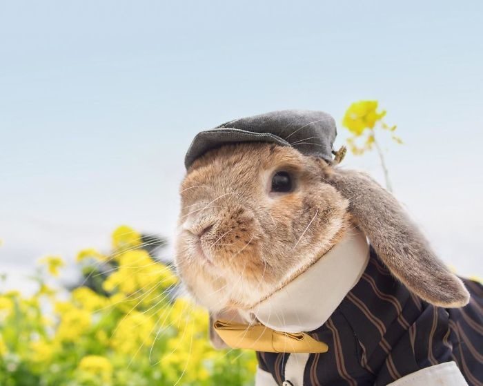 Самый стильный в мире кролик