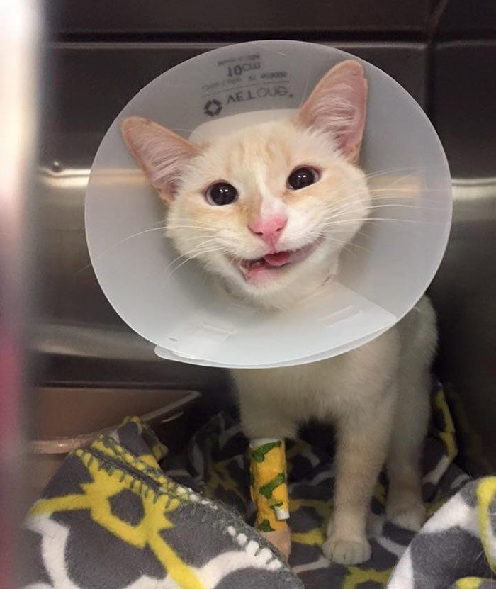 Сломанная челюсть подарила кошке загадочную улыбку
