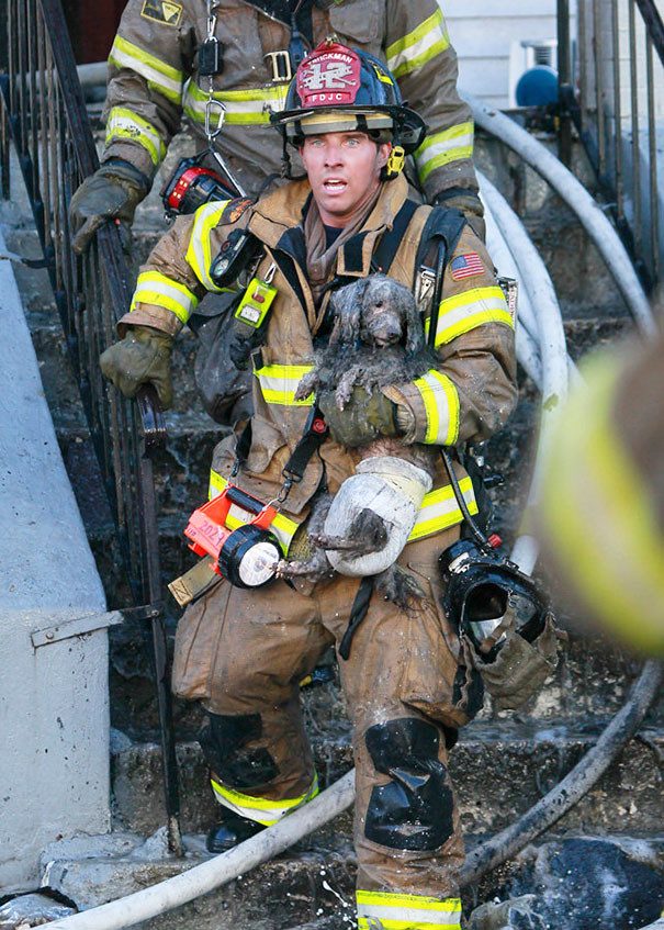 Смелые пожарные, спасающие животных из огня