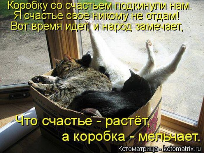 Самые забавные котоматрицы недели