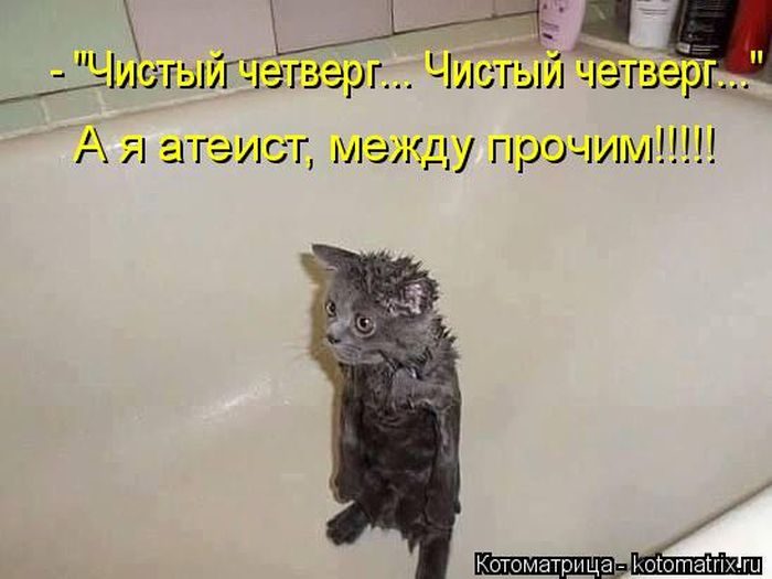 Самые забавные котоматрицы недели