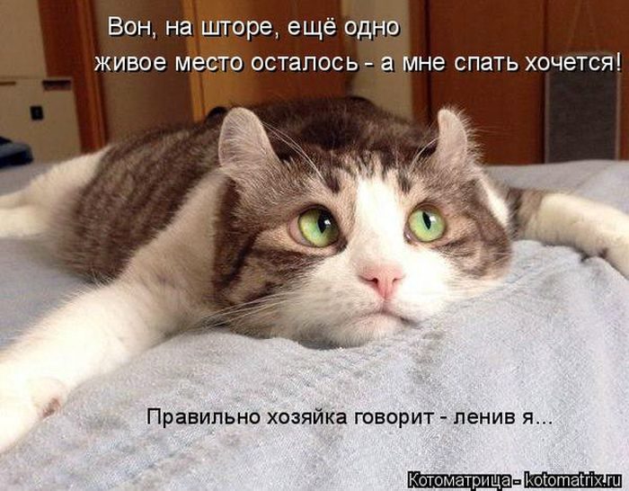 Самые забавные котоматрицы недели