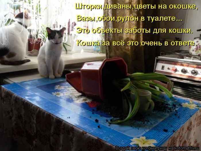 Самые забавные котоматрицы недели