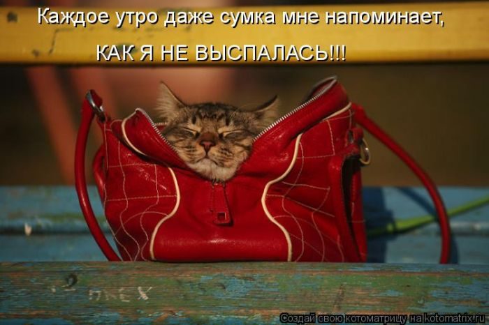 Самые забавные котоматрицы недели