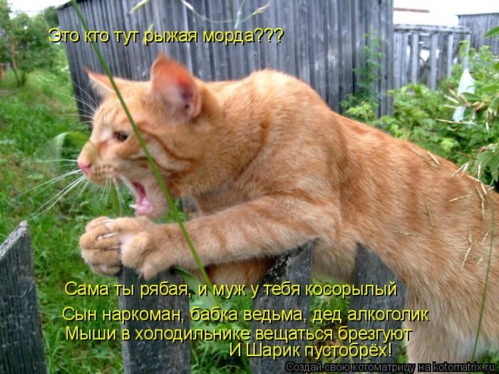 Самые забавные котоматрицы недели