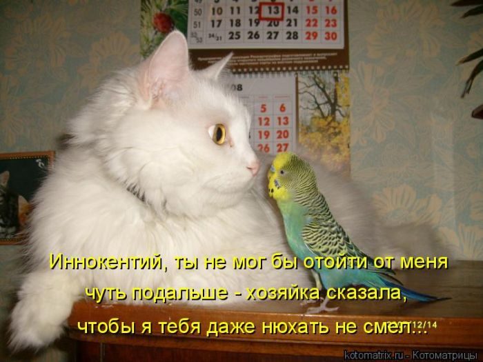 Невероятно милые котоматрицы