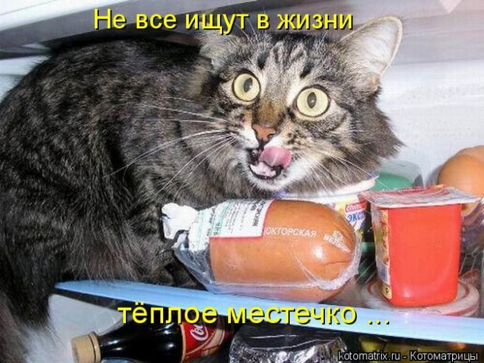 Невероятно милые котоматрицы