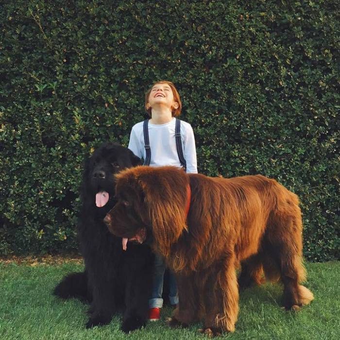 Дружба маленького мальчика и гигантских собак