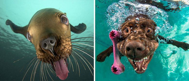 Тюлени - настоящие щенки океана