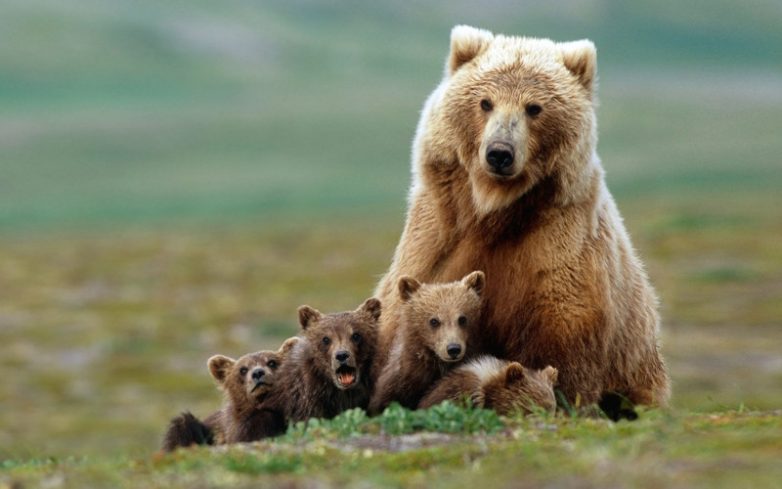 Мамочки медведицы