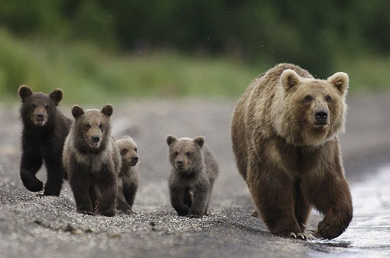 Мамочки медведицы
