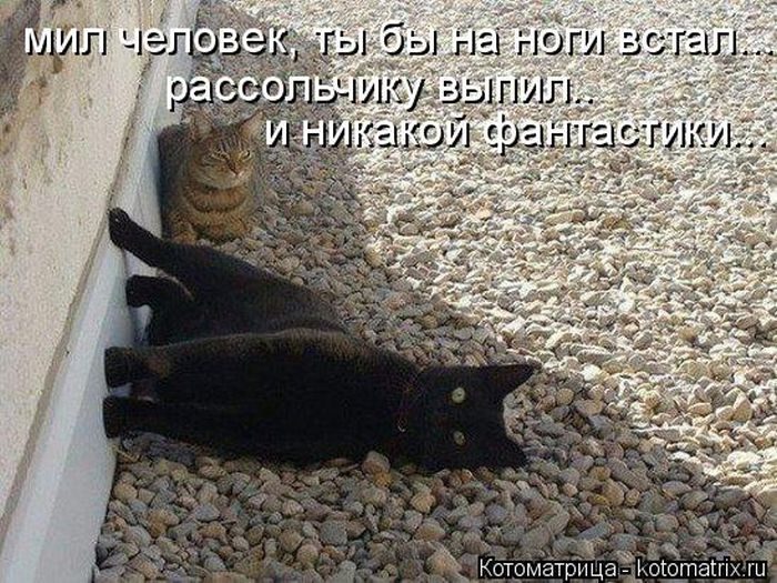 Невероятно смешные котоматрицы