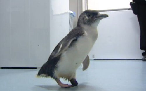 Пингвину поставили протез, напечатанный на 3D-принтере