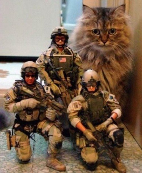 Кошки, которые готовы к завоеванию мира