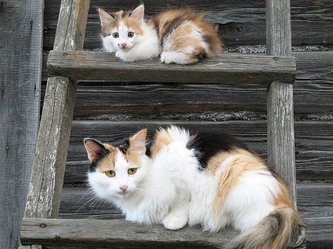 Очаровательные кошки и их мини-копии