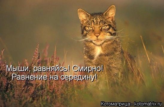 Самые крутые котоматрицы