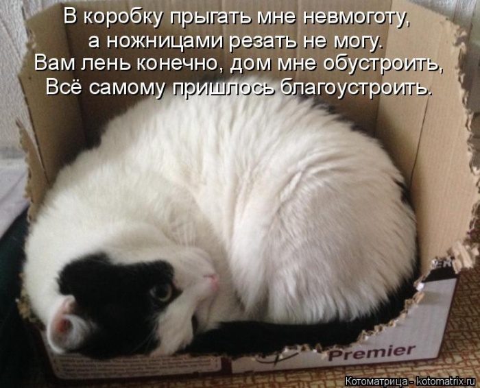 Самые крутые котоматрицы