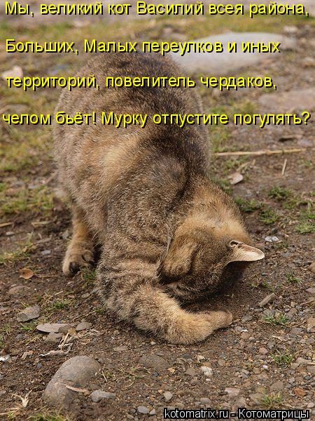 Самые крутые котоматрицы