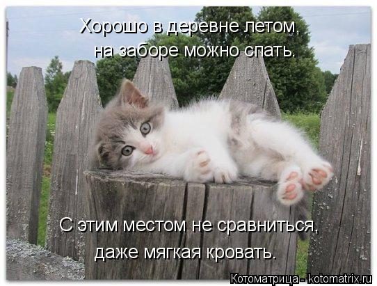 Самые крутые котоматрицы