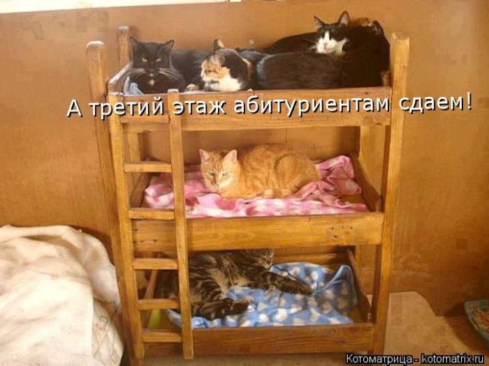 Самые крутые котоматрицы