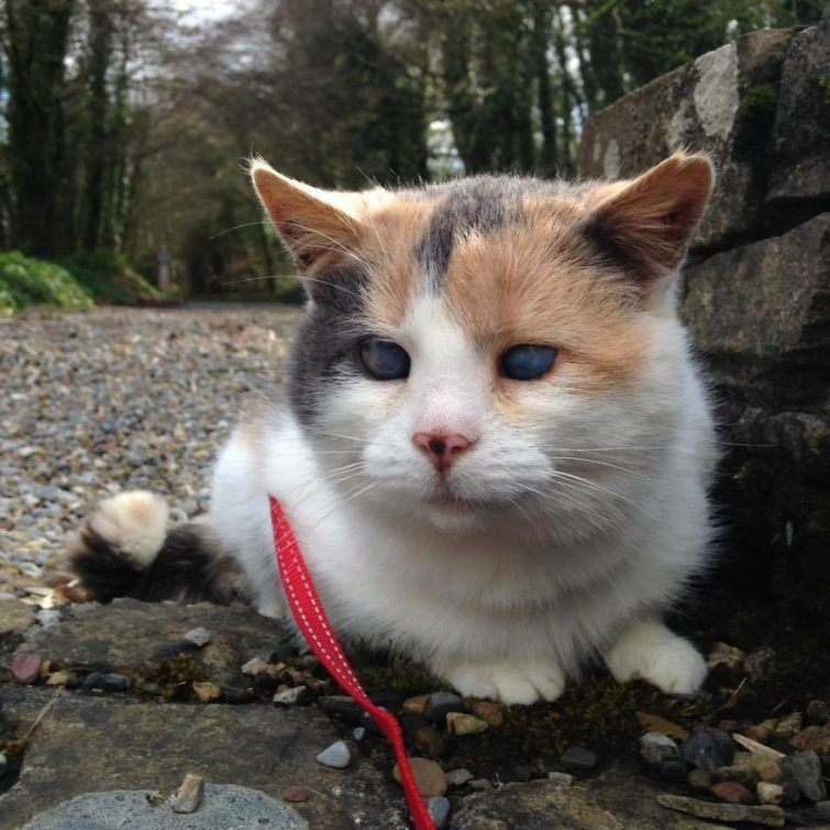 Слепая кошка, покорившая самую высокую гору в Ирландии