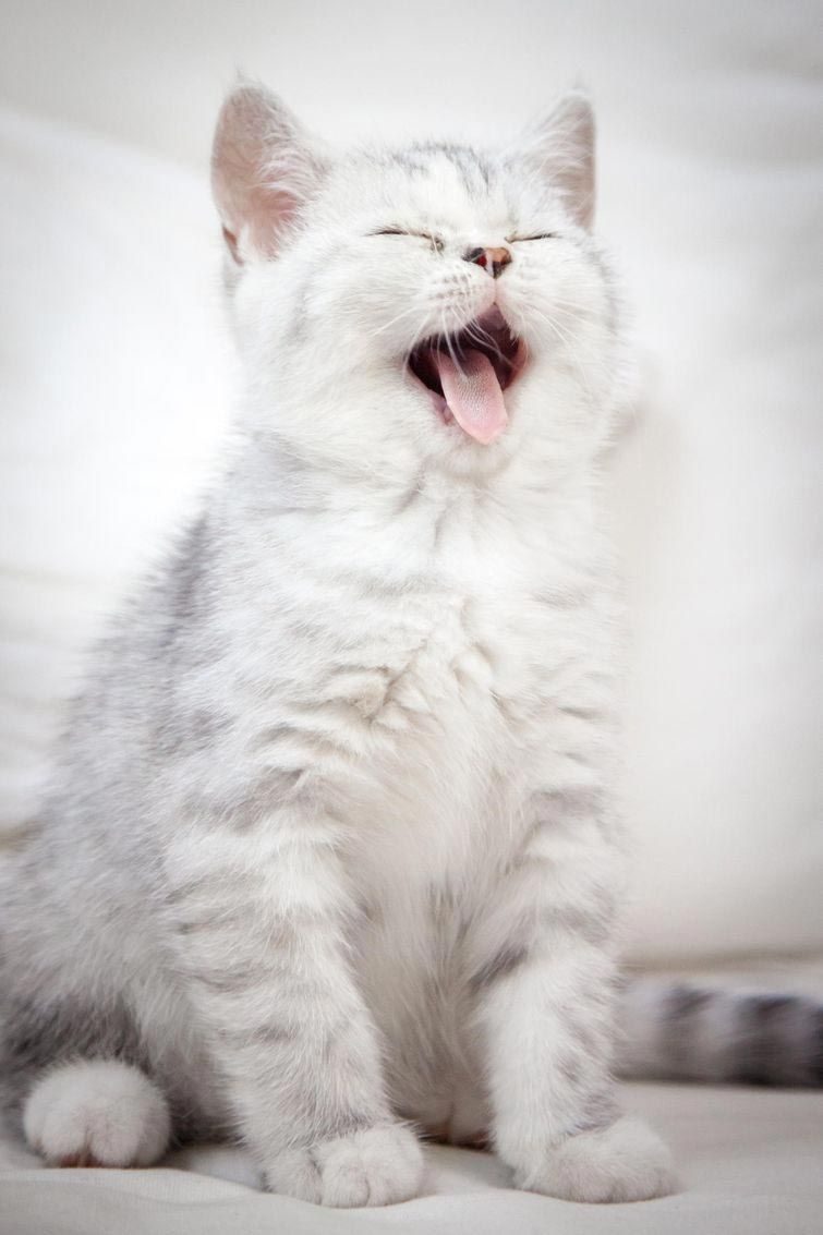 Коты, которые явно перебрали с кошачьей мятой / Питомцы