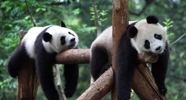Очаровательные панды