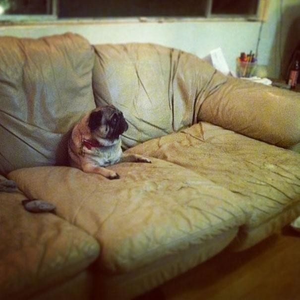 Собаки, которые забыли, как правильно использовать диван