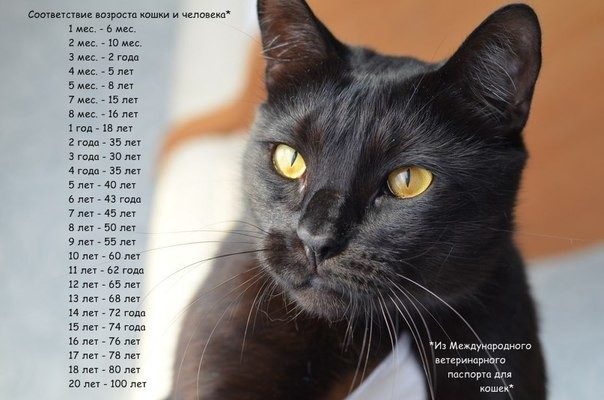 Интересные факты о кошках