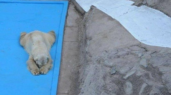Самый грустный белый медведь в мире скончался