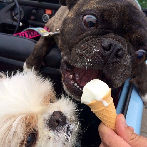 Собаки и мороженое