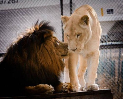 Любовь спасает даже львов