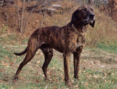 15 пород собак, о которых мы никогда не слышали