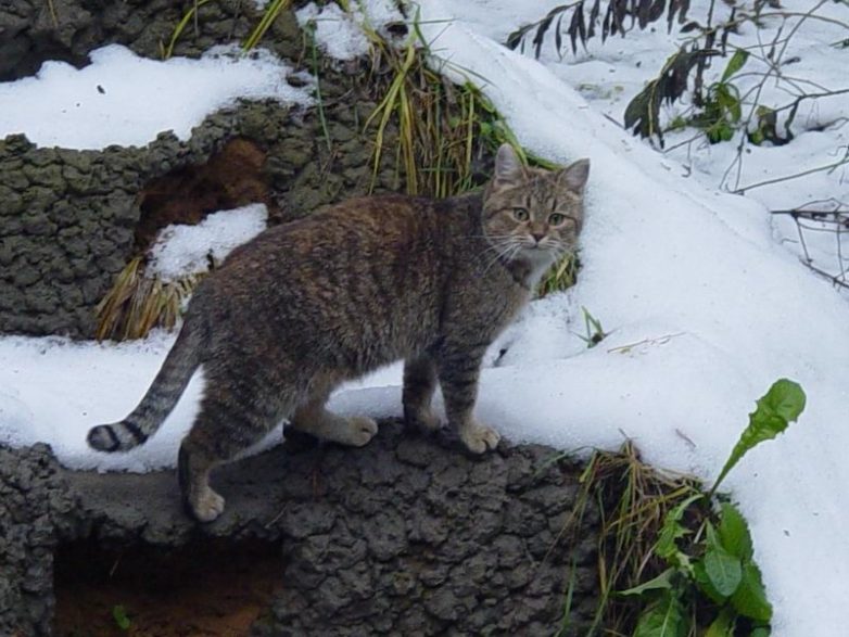 Реферат: Среднеевропейская лесная кошка