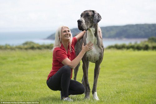 Самая высокая собака в мире