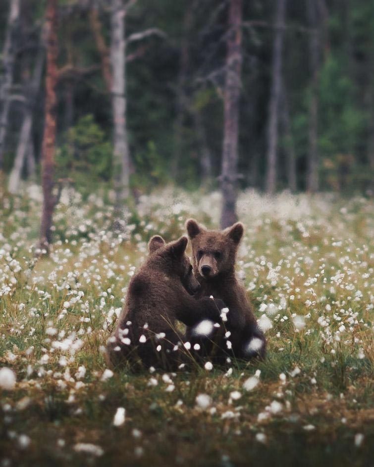 Чувственные фотографии лесных животных