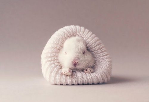 Милая фотосессия новорождённого кролика