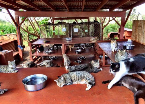 Кошачий приют на гавайском острове