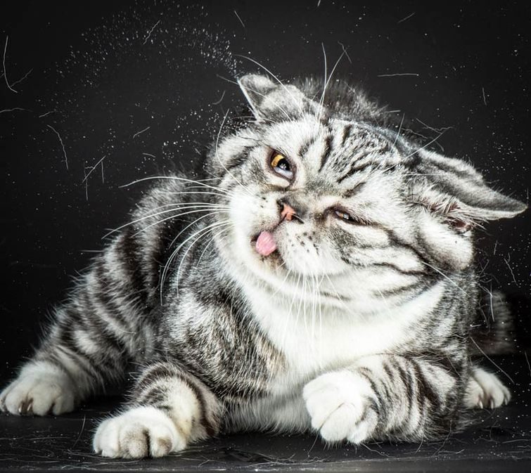 Самые нелепые фотографии котов, сделанные в нужный момент
