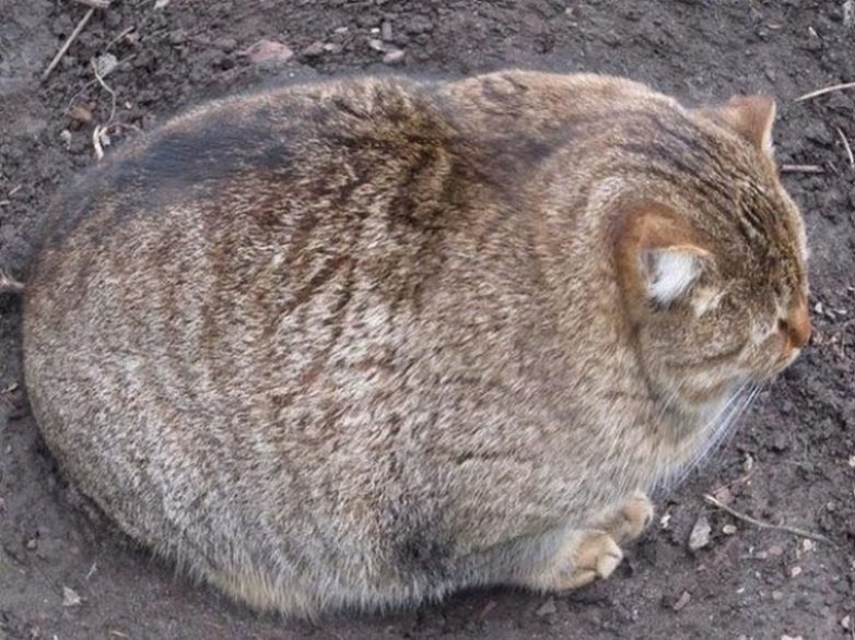 Самые толстые котики на свете