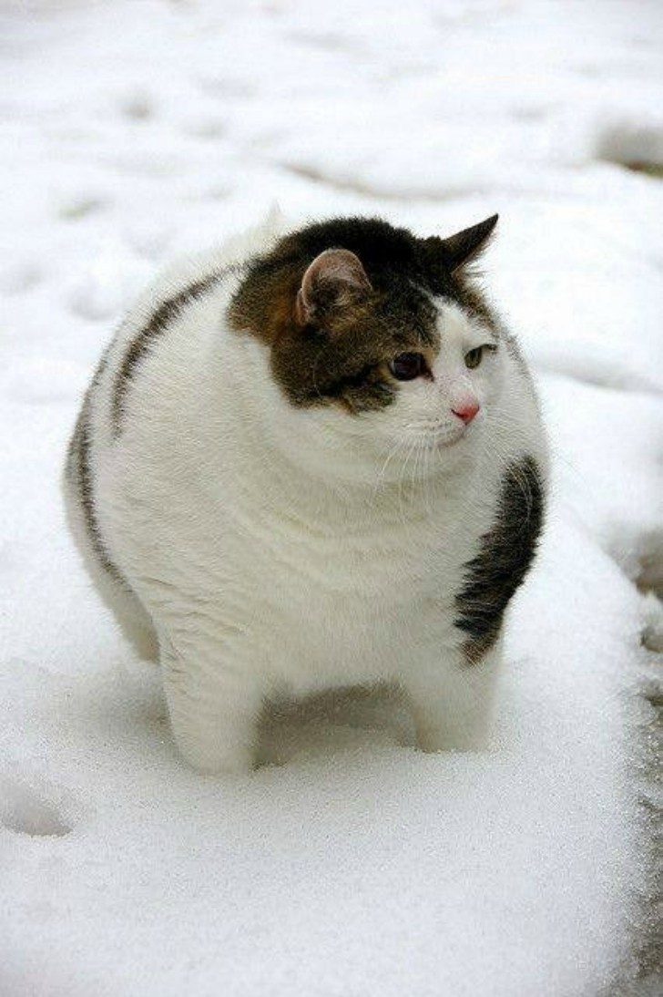 Самые толстые котики на свете