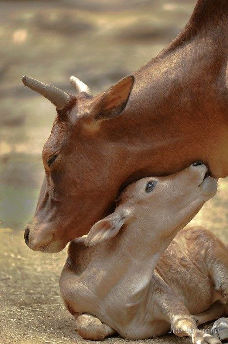 Удивительные фотографии животных и их милейших детёнышей
