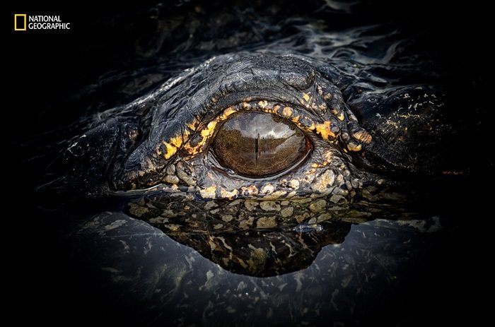 Невероятные фотографии природы с фотоконкурса National Geographic