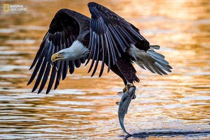 Невероятные фотографии природы с фотоконкурса National Geographic
