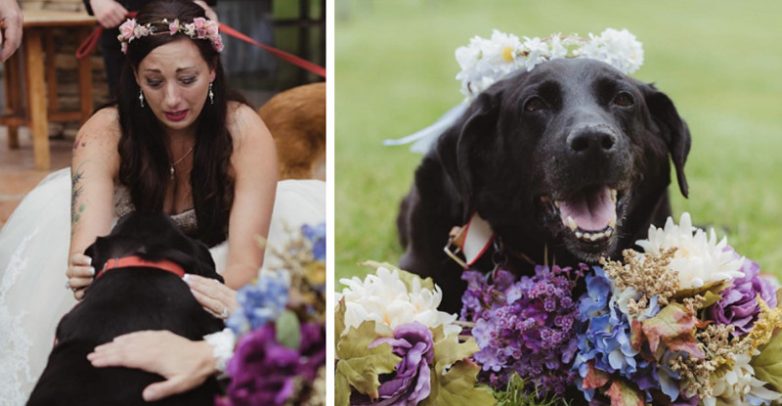Собака из последних сил противостояла болезни, чтобы увидеть свадьбу своей хозяйки