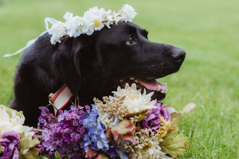 Собака из последних сил противостояла болезни, чтобы увидеть свадьбу своей хозяйки